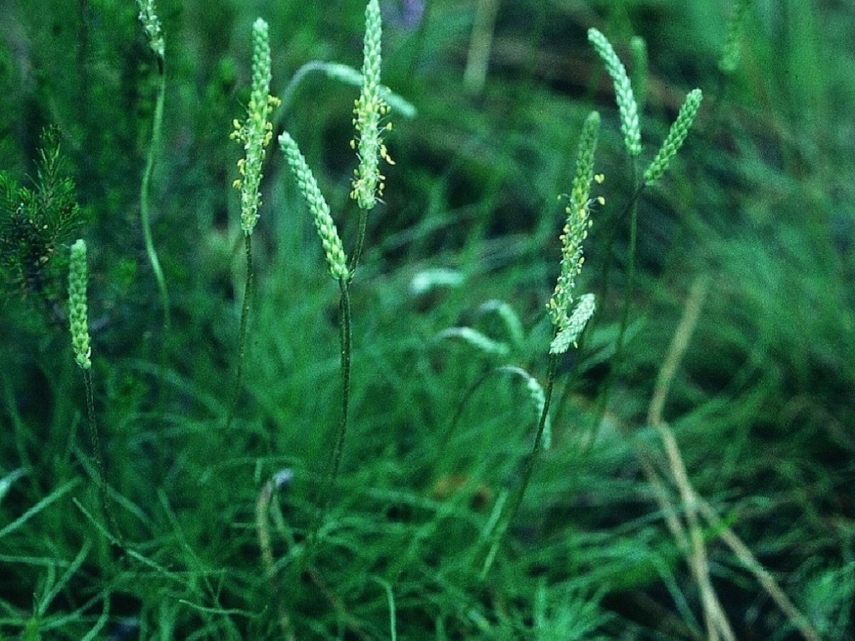 Plantago holosteum (Plantaginaceae)